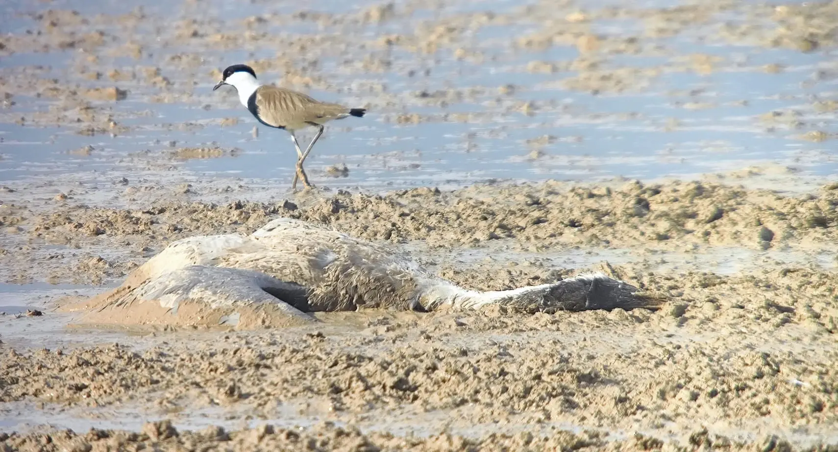 מוטציות חדשות של שפעת העופות עלולות להדביק בני אדם - האם ישראל ערוכה?