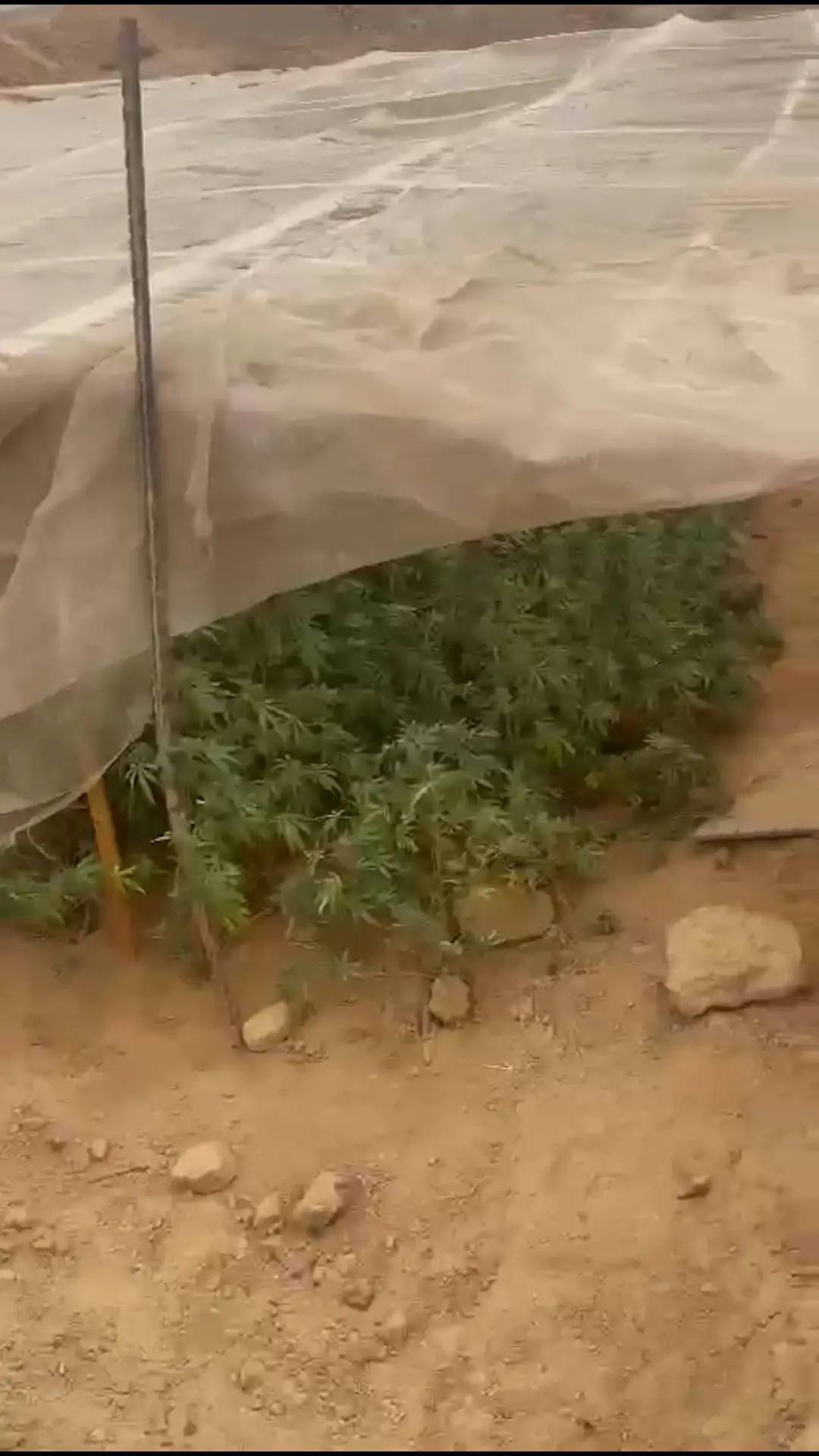 2,200 שתילי מריחואנה בדירה: שני חשודים בני 33 ו-64 נעצרו