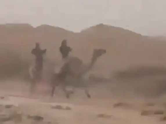 תעלומה בנגב: מה גרם למותם של ארבעה גמלים בשטח אש של צה"ל?