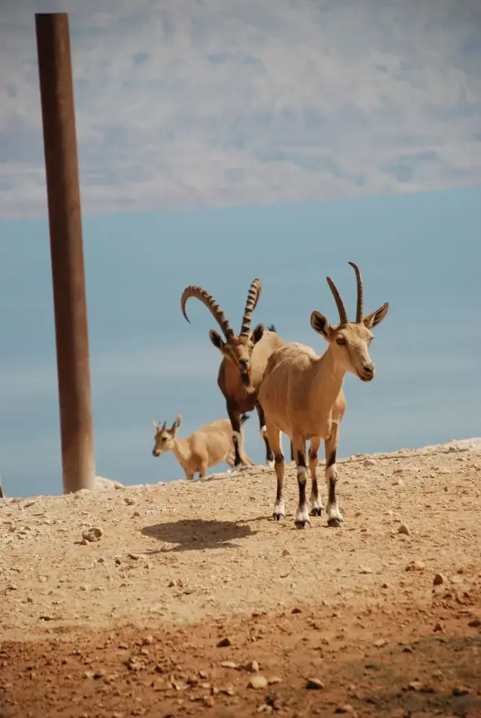 היעלים חוזרים למדבר יהודה