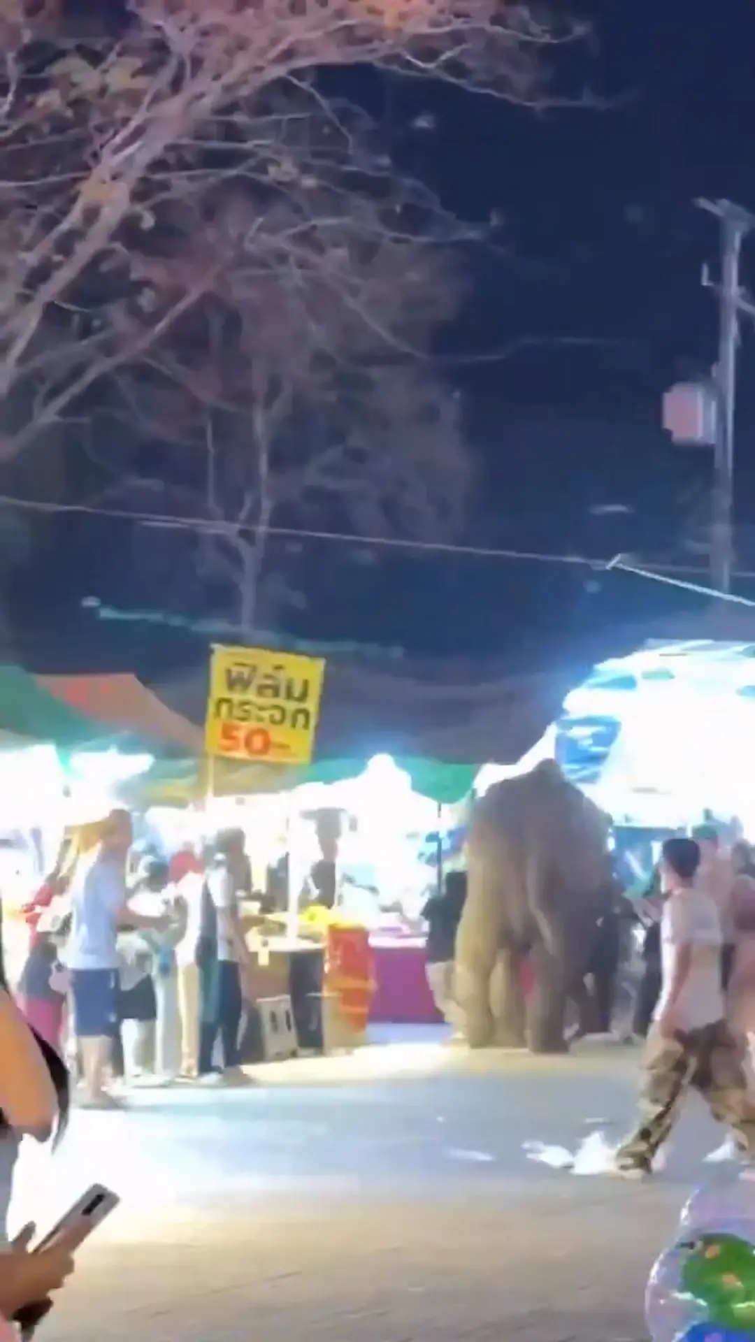 הפיל שהרג את הוריו של שניצ'רה שב לאחר 14 שנה - והכה שוב במשפחתו