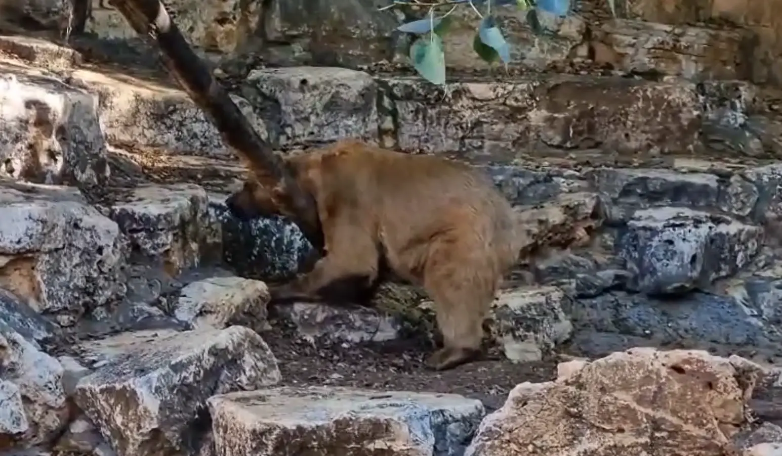 תם עידן: הדוב הסורי הזכר המבוגר ביותר בגני החיות בעולם, מת בחיפה