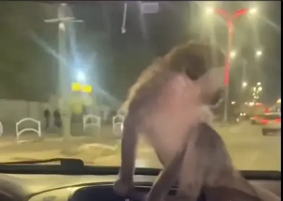 בלבולי ביצים: החבלנים הוזעקו מחשש לחפץ חשוד בבאר שבע ומצאו משהו אחר לגמרי