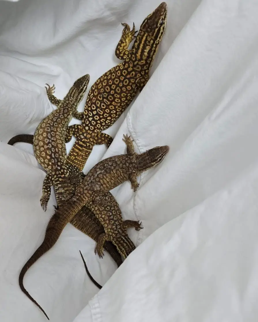 המלחמה בסחר בחיות בר מוגנות: 11 לטאות אותרו בדירה באשקלון