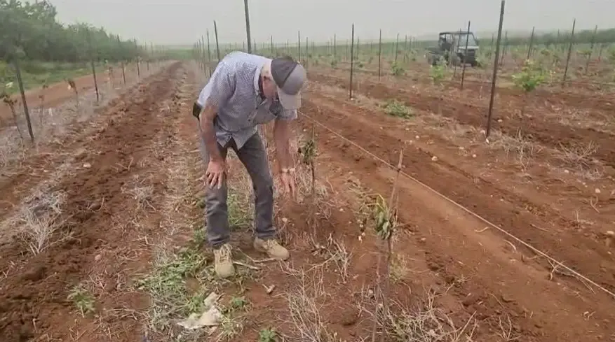 חוסר המשילות בצפון: כרם ענבים הושחת בגליל התחתון