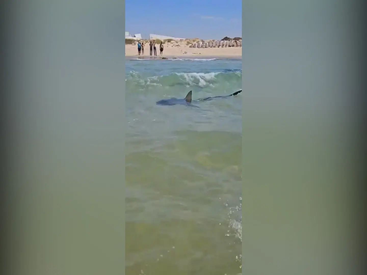 המסרים הסותרים שהובילו לאסון בחדרה, ואיך ניתן למנוע מפגש עם כריש?