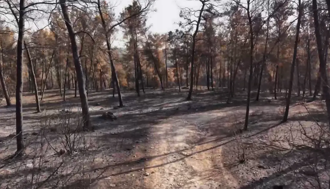 מבקר המדינה לראש הממשלה: השריפות ביום הזיכרון - קריאת השכמה