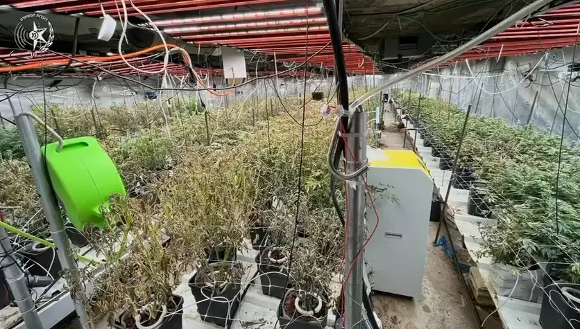 שר הבריאות מקפיא את יישום המלצות הוועדה להגבלת שימוש בקנאביס