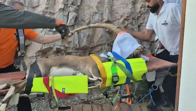חילוץ מיוחד במינו: יעל פצוע אותר באזור ההרים הדרומיים של אילת