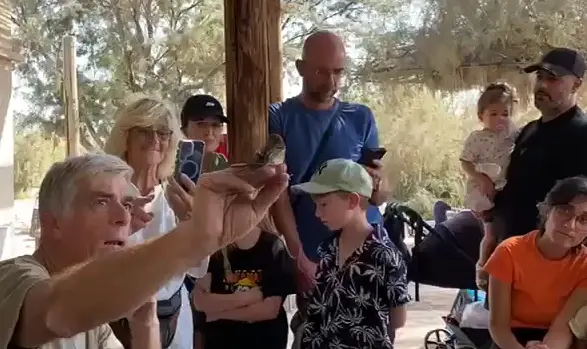 נס ראש השנה: נידל, צ'אפה ועוד שלושה צבי ים - שוקמו וחזרו לטבע