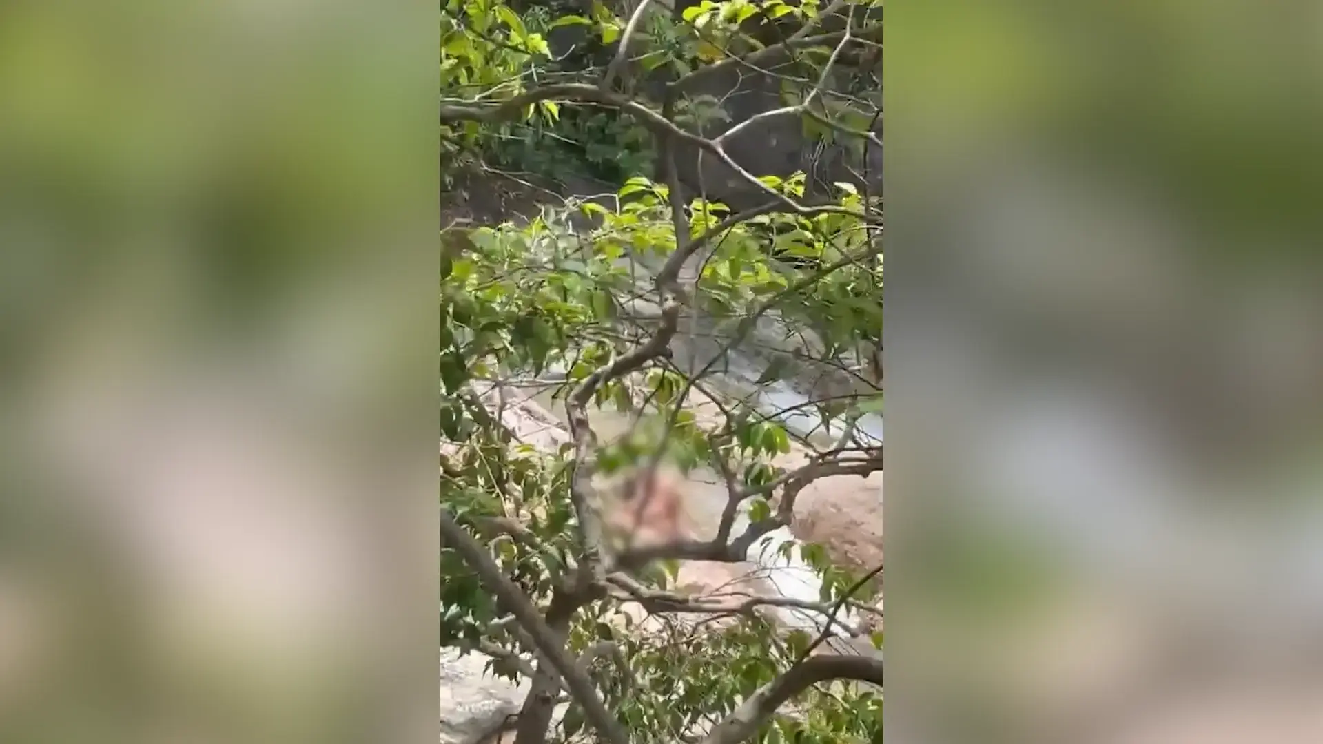 תאילנד: זוג ישראלי נתפס מקיים יחסי מין במפל בקופנגן