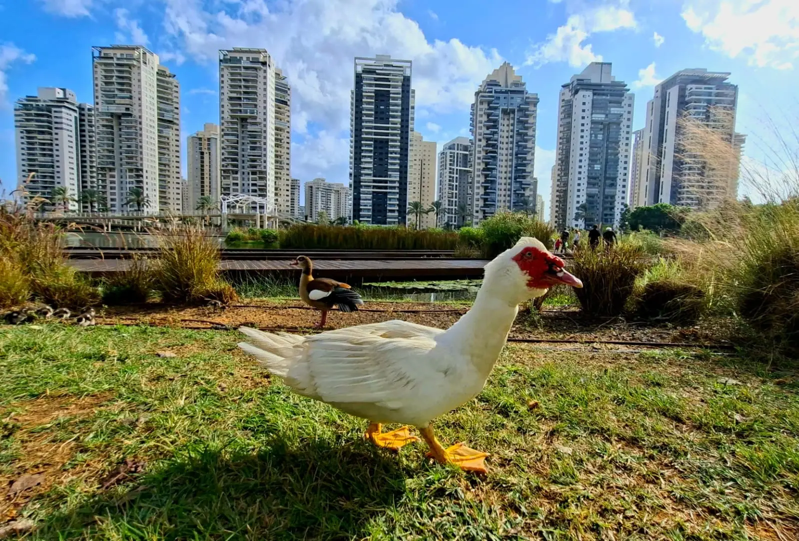 היום החם ביותר שנמדד בנובמבר: שיאי טמפרטורות נשברים במרכז הארץ | תחזית מזג האוויר