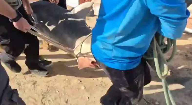 עצוב ומדאיג: כרישה בהיריון נמצאה מתה בחדרה - כשקרס דיג גדול בפיה | תיעוד קשה