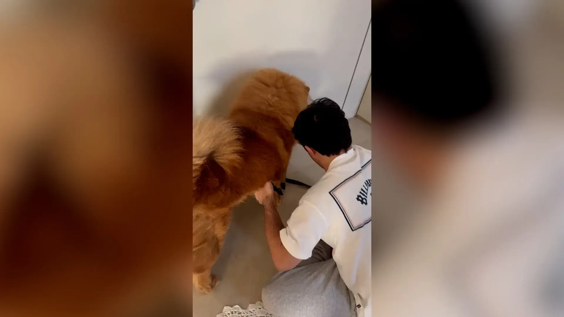 הכלב סימבה נגנב מביתו בקיסריה, נתנאל בעל הצרכים המיוחדים זעק: "אל תעזוב אותי" | צפו