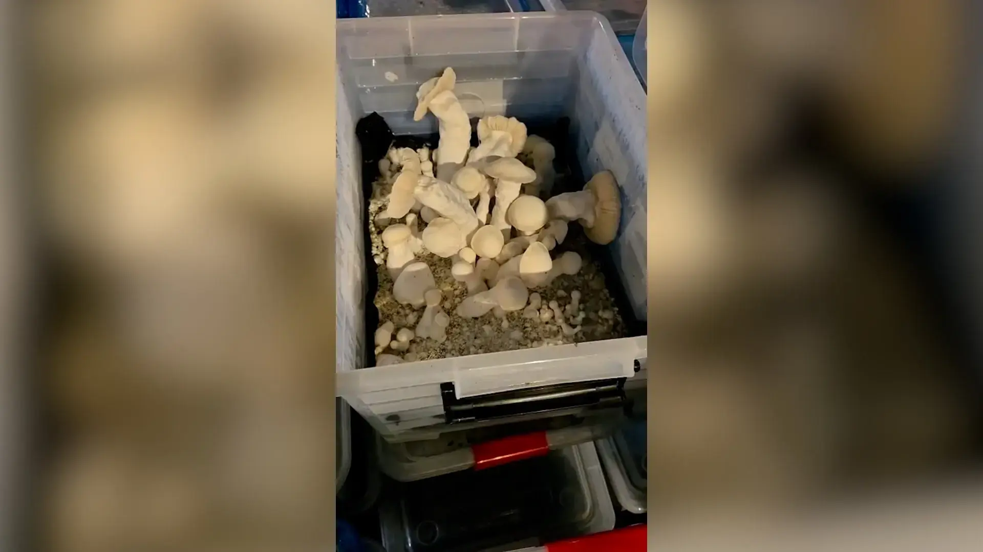 “זולת הסמים” נחשפה: המשטרה חשפה סמים בשווי מאות אלפי שקלים | פרסום ראשון