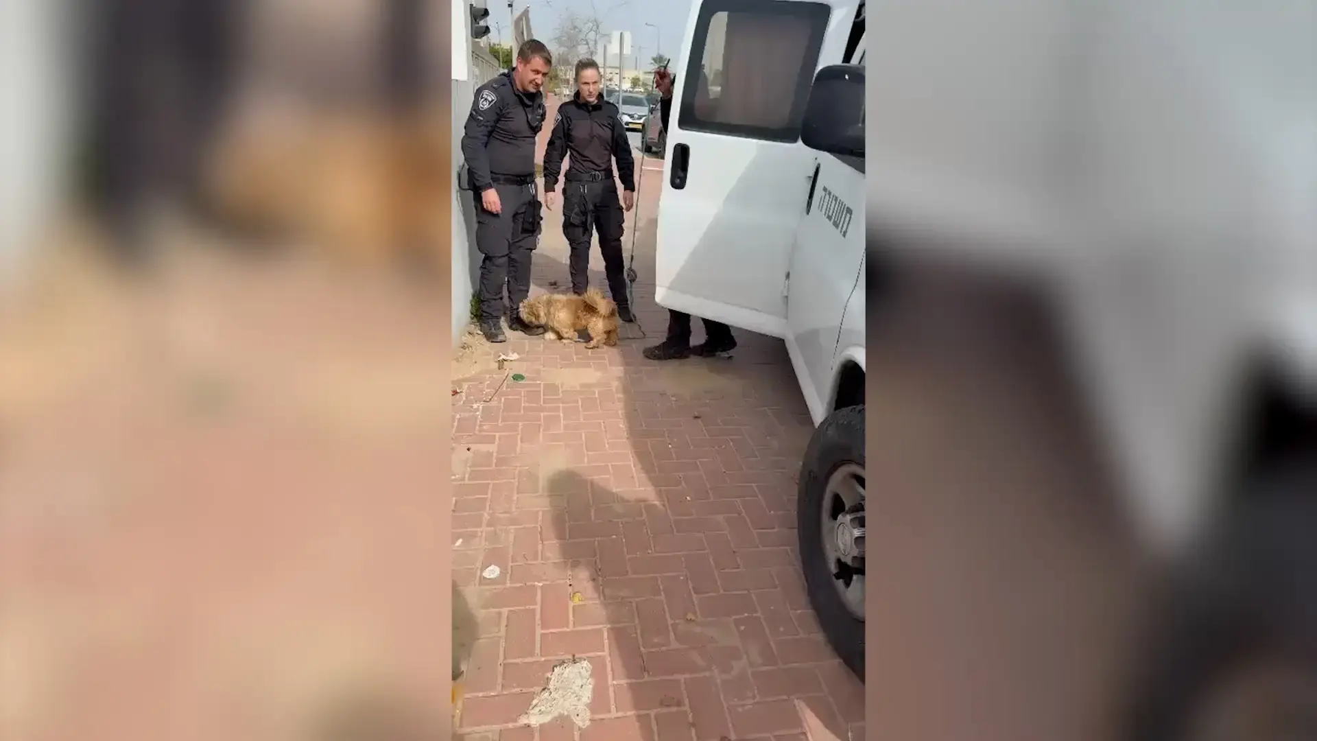 במהלך מעצר חבר המועצה: המשטרה איתרה כלב שנגנב לפני שנים - והחזירה אותו לבעליו | צפו