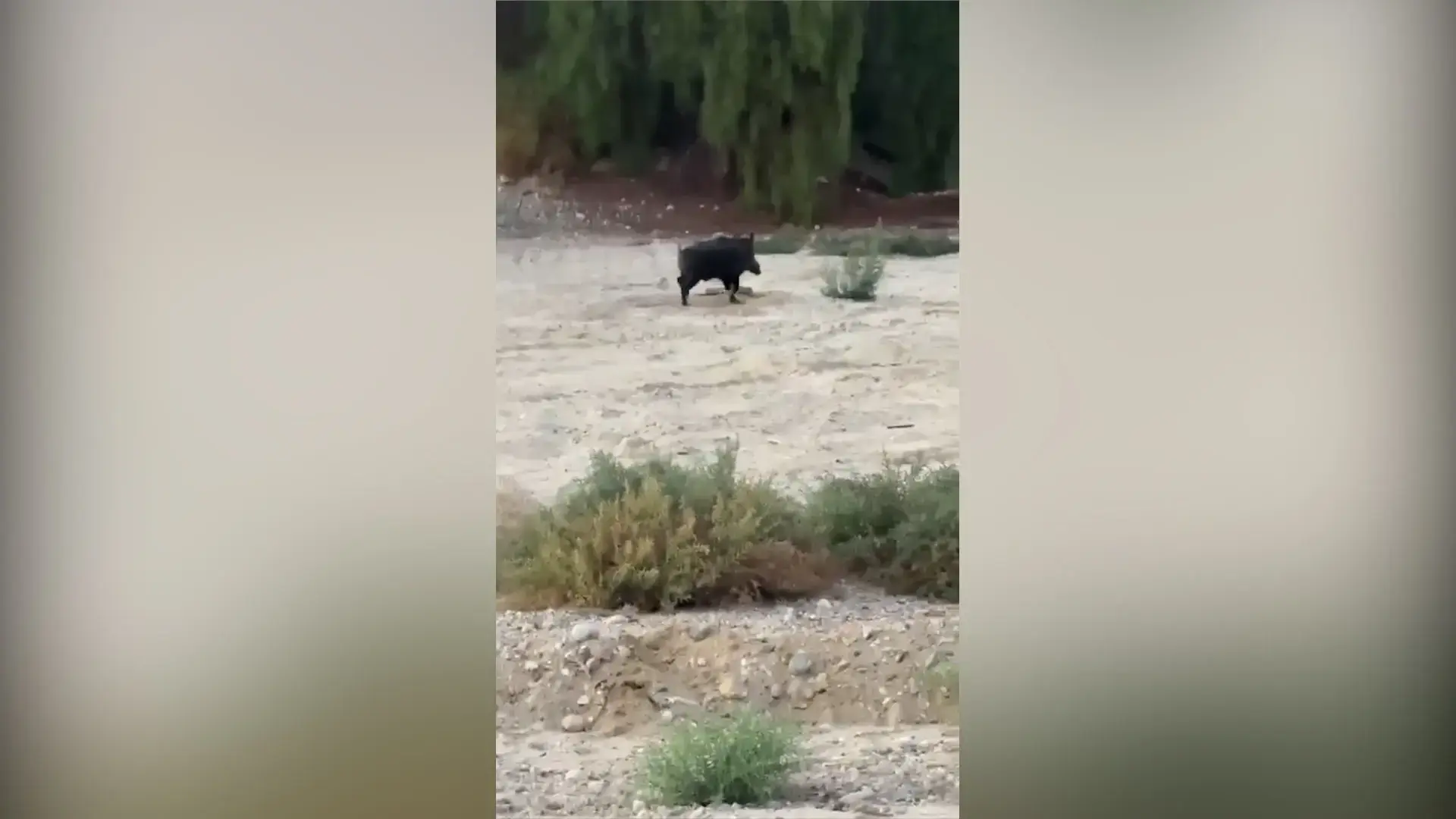 "חזירי הבר מחריבים את החקלאות": המושבים בערבה זועקים לעזרה מהממשלה