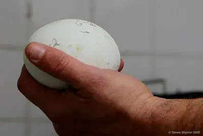 הולכים על ביצים
