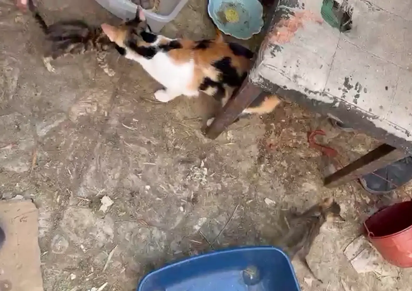 חתולים, כלבים, צבים, עורבים וטרנטולות: דירת האימה של בעלי החיים בבאר שבע
