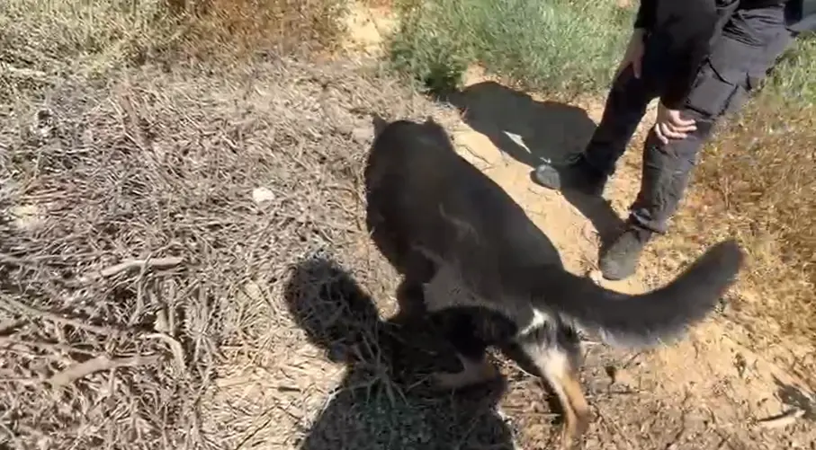 הכלבה אנה הריחה והובילה את השוטרים: אקדח ומחסנית נתפסו בשגב שלום