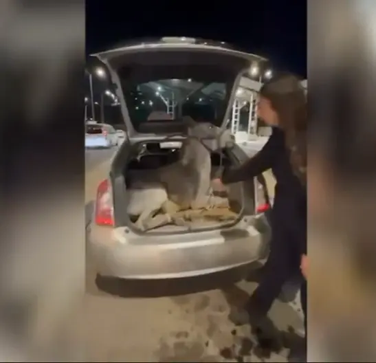 השוטרים נדהמו: חמור אותר כפות בתא המטען בבדיקה שגרתית