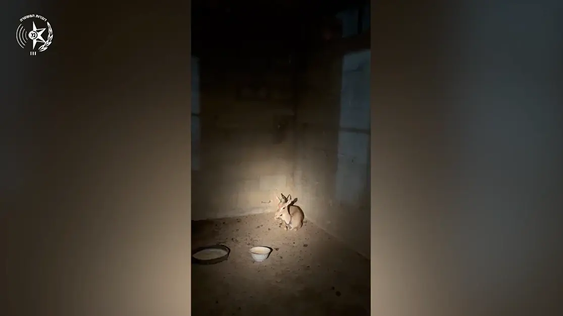 קורע לב: צביה הוחזקה במרתף סמוך לג'נין - חשוד נעצר