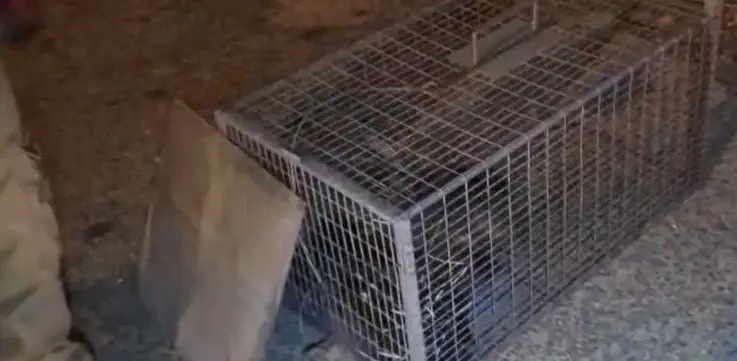 450 שקלים בשוק השחור: ארבעה ציידים נעצרו רגע לפני שחיטת דורבן
