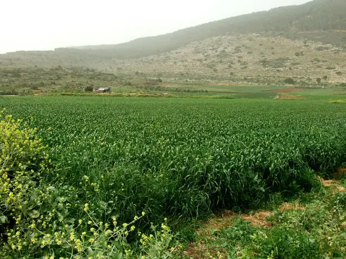 יום האדמה? נסתפק בכוס מים