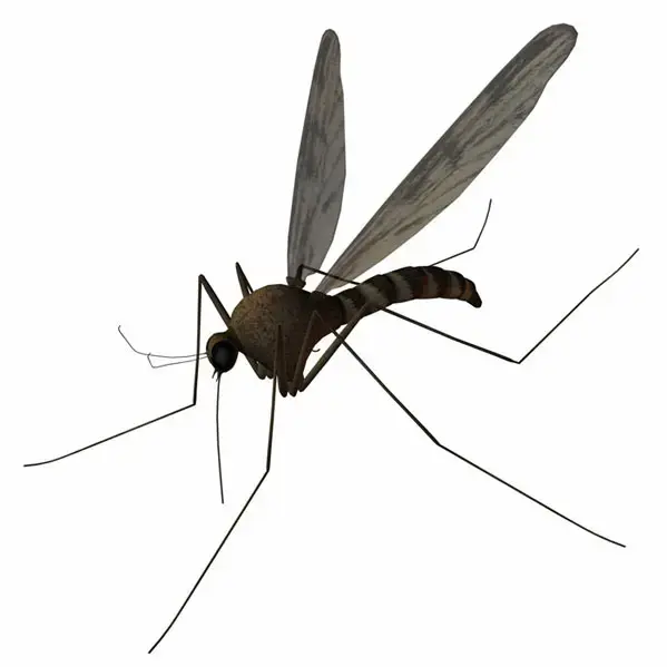 מי בעד חיסול טרור היתושים?