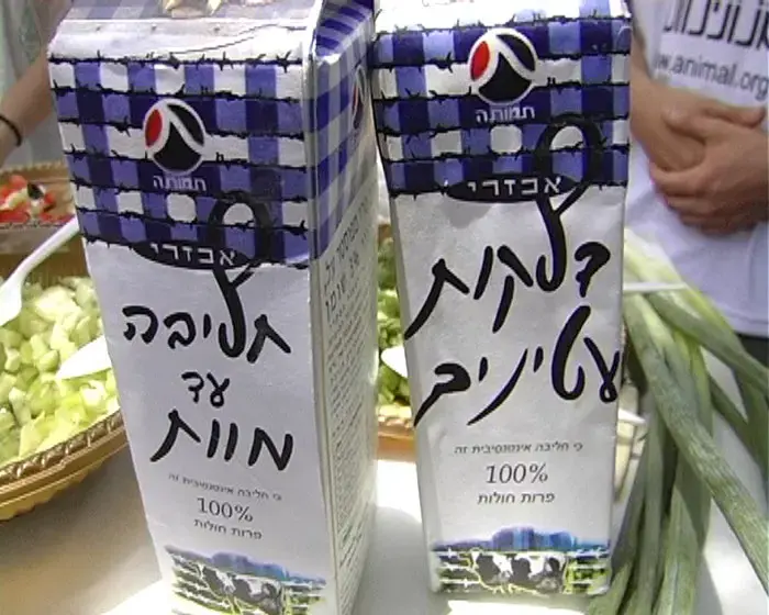 שבועות ללא גבינות: "שתיית חלב לא מוסרית"