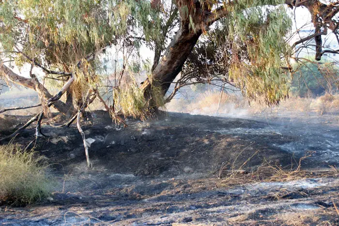פלסטינים: מתנחלים הציתו אדמות בכפר בורין