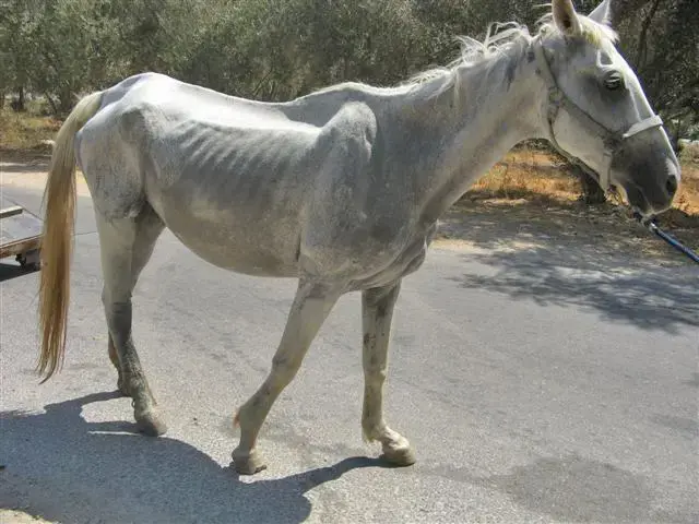 אל תתנו להם סוסים