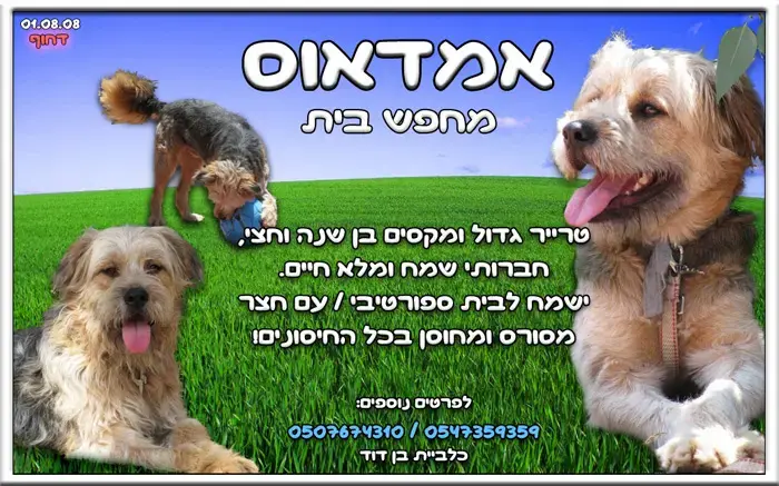 אמאדאוס מחפש בית