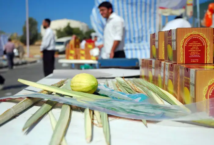 הרמב"ם כבר ידע: 4 צמחי המרפא הסודיים של חג הסוכות