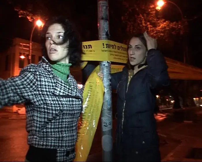 החתולים פשטו בלילה