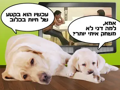 קרציה