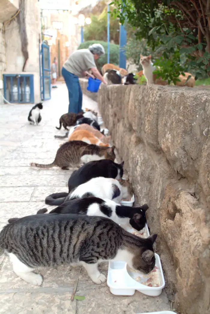 בקשה למאכילי חתולי רחוב