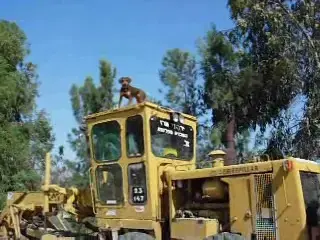החיפושיות