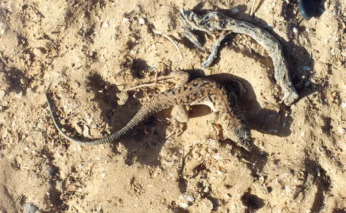 המשוננת המשונה