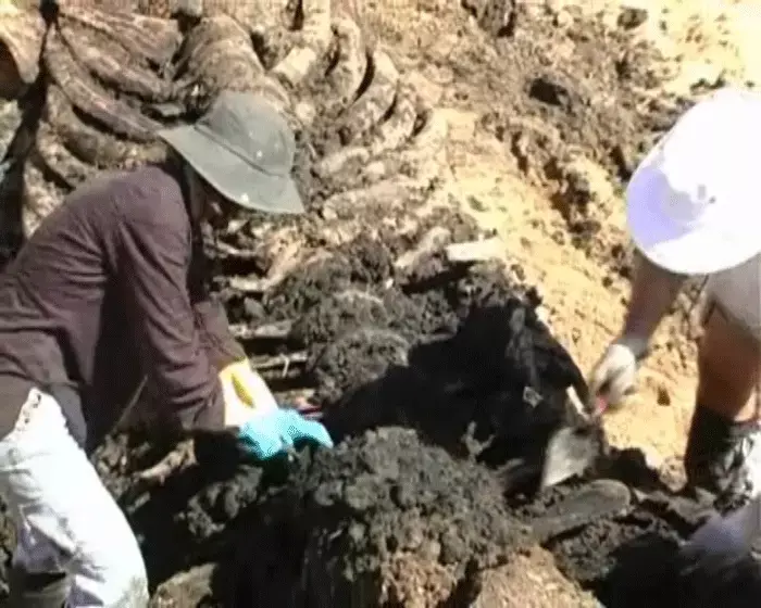 הלוויתן הענק יוצג בקרוב באוניברסיטת חיפה