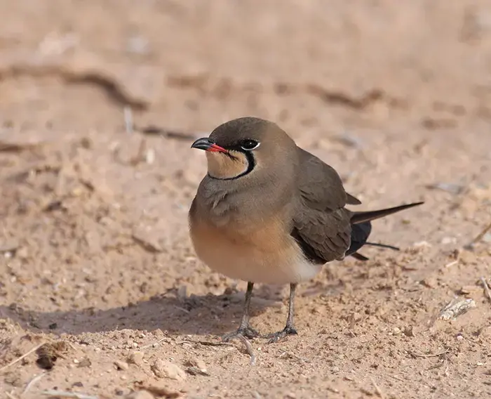 בסינר שחור ושפתון