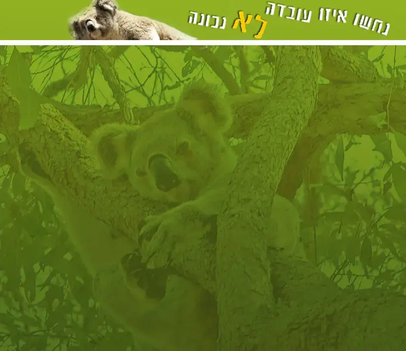 קואלה!