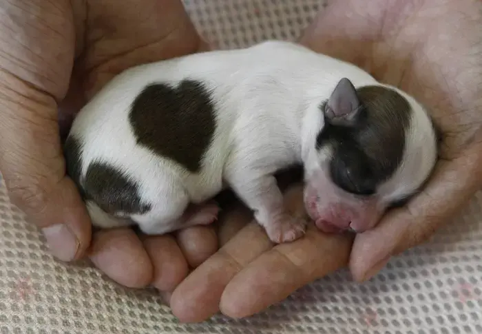 גלריה: כלב קטן עם לב ג-ד-ו-ל
