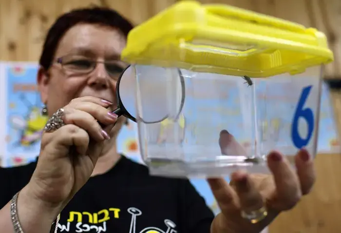 מלכת היופי של הדבורים רוצה שלום עולמי