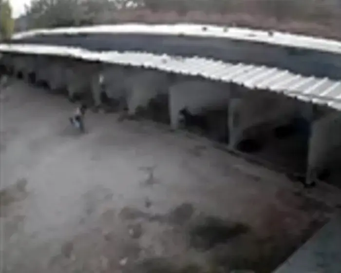 ילדים פרצו לכלבייה ברמלה, התעללו בכלבים וגנבו גורים