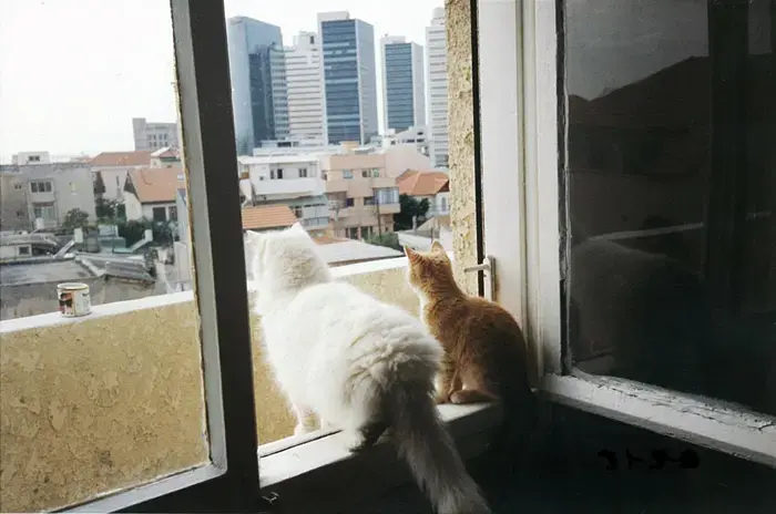 מהקרת לכרך: נוה צדק