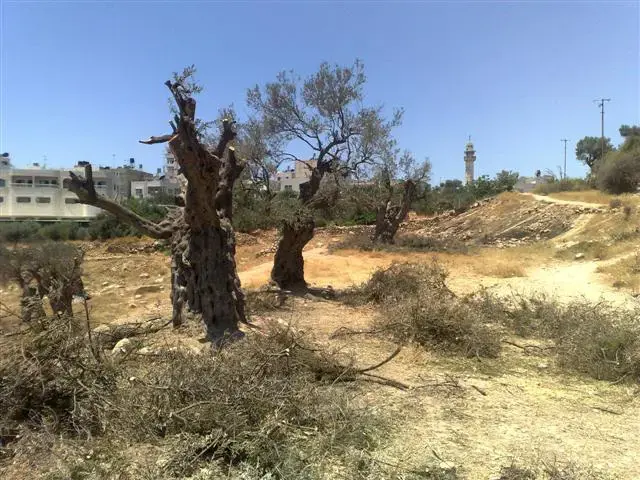 פלסטינים: המדינה עוקרת לנו עצי זית בניגוד לחוק