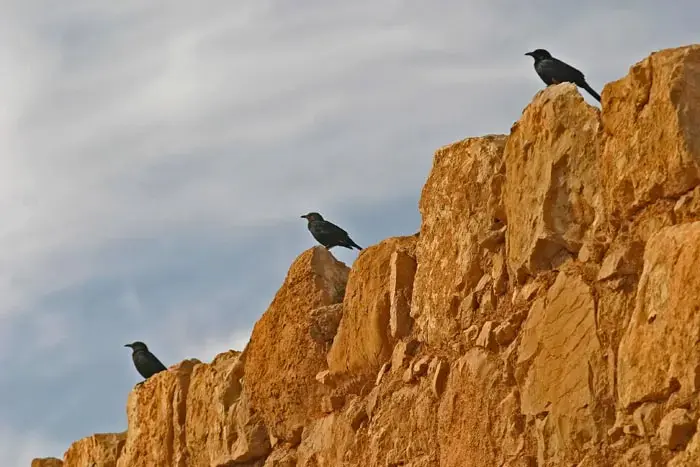 שיא חדש בעין גדי: 37 חברים חדשים נקלטו בקיבוץ