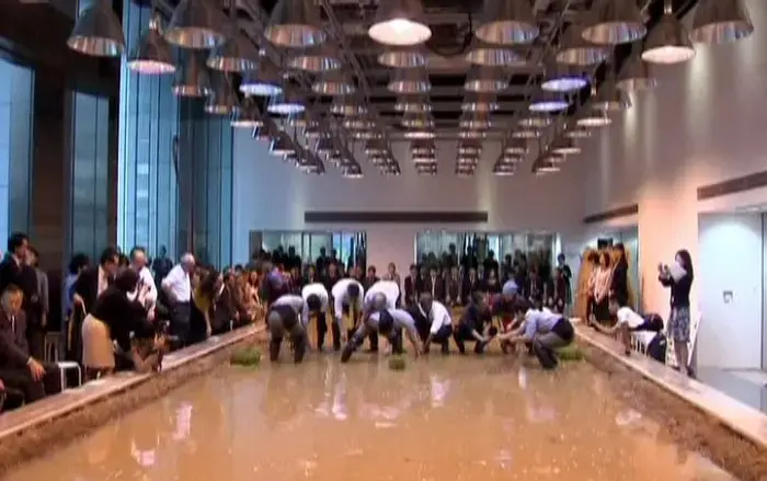 אכילה של יותר מדי אורז עלולה להיות מסוכנת