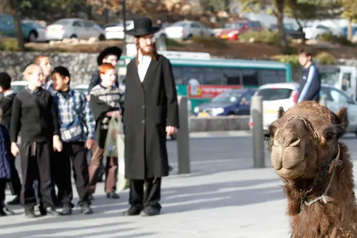 אוסטרליה: יוכחדו גמלים שנפיחותיהם מזיקות?